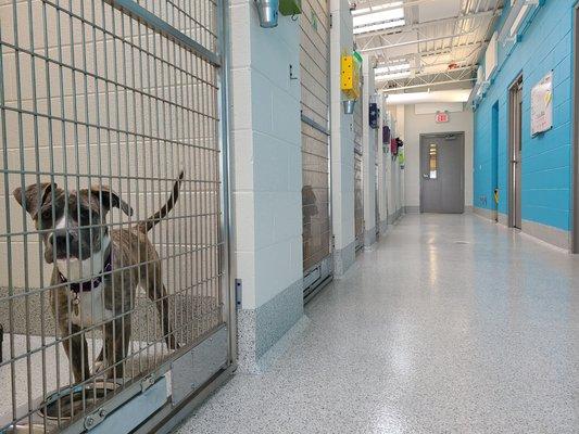 One of the dog kennel rooms