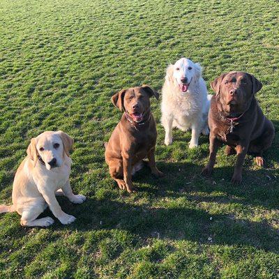 Such well behaved pups!