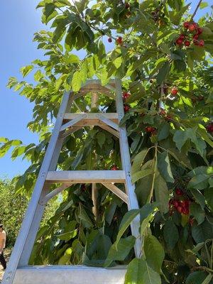 Orchard ladders were provided to pick ripened cherries at the top of the trees.