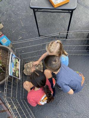 Reptile Petting Zoo Turtle