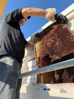 Bee Safe Bee Removal