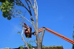 Double D Tree Service