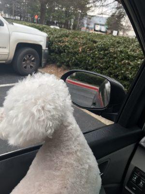 Uneven cut. Hair still matted and unbrushed. Scalped her body. This was taken in their parking lot the second I picked them up.