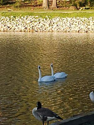 Swan love