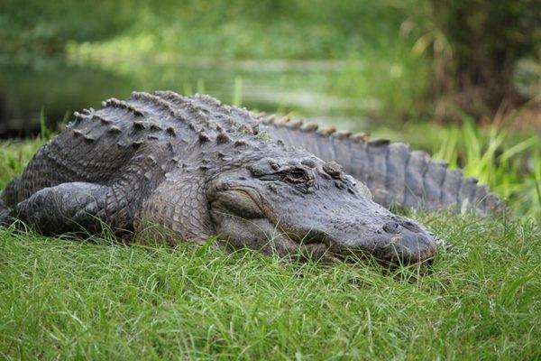 Okefenokee Swamp Park