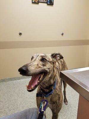 Wow...a happy smile at the emergency vet's office!  :)