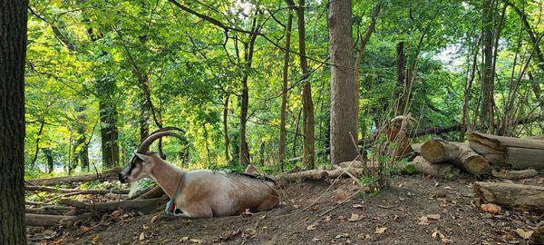 The annual resident goats