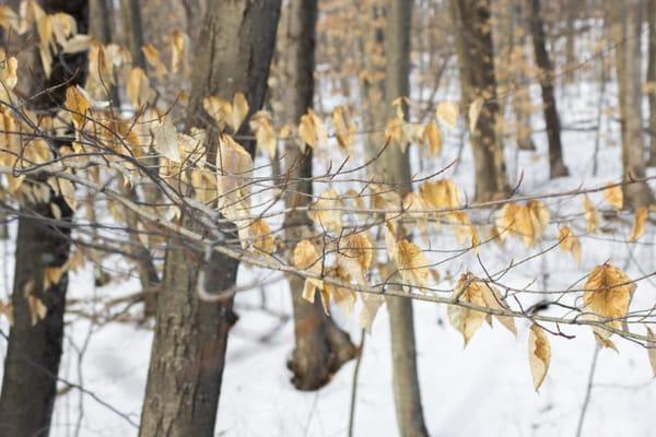 Winter Foliage