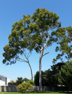 I wouldn't mind having this Eucalyptus tree on my front yard.