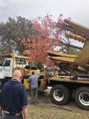 Big Tree planting a tree for a customer.