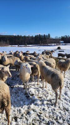 Beautiful Fresh Lambs are available - we do hands zabihaa and then deliver it to your home