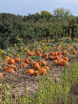 The pumpkin patch was filled with a variety of sizes, color, and shapes.  Load up with all kinds of autumn fun!!