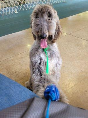 Bruno in Monica's puppy intro training class! Look how happy he is!!