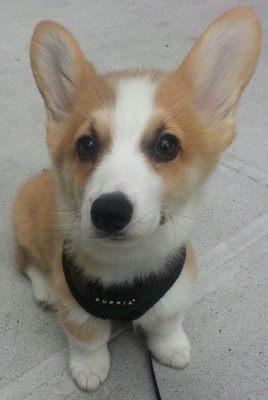 Kirby, Pembroke Welsh Corgi