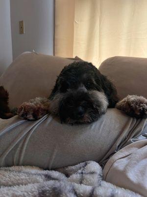 Benni giving snuggles after his haircut! He smells great and is so soft