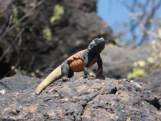 Chuckwalla