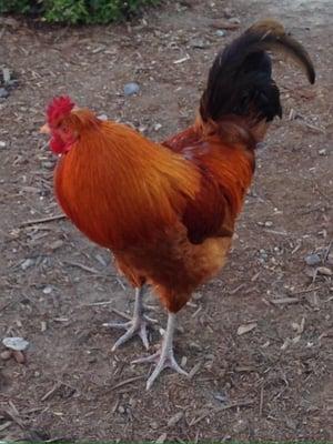 Cock a doodle do!  (The rooster hanging out at WinCo's parking lot.)