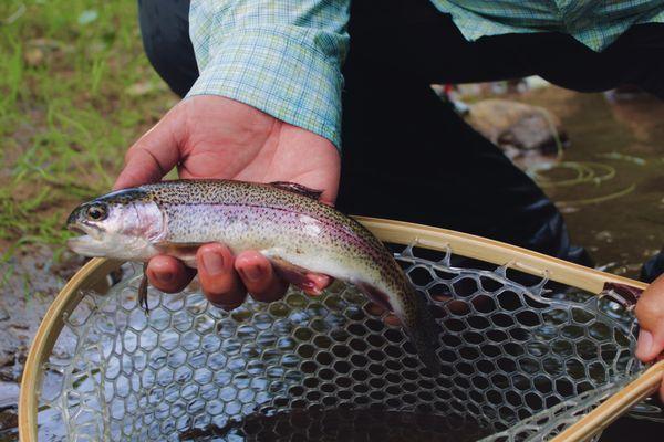 Larger than expected creek fish!