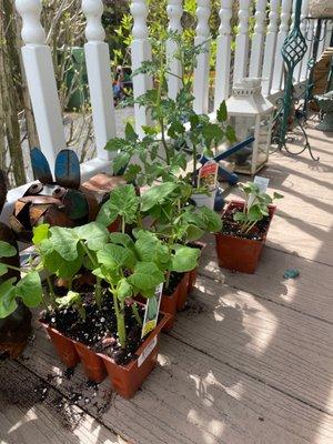 Green beans tomatoes and cucumbers. Ready to start my season still have a long way to!!