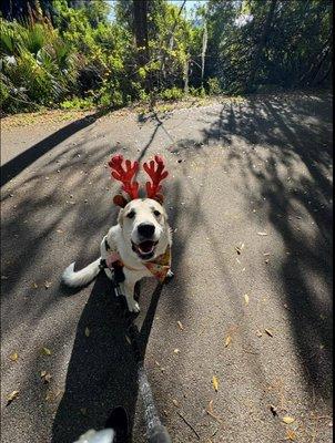 Merry Christmas from some of the pets I've pet sit