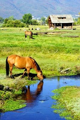 Horse Reflection, Ogden Valley, Huntsville, Utah.