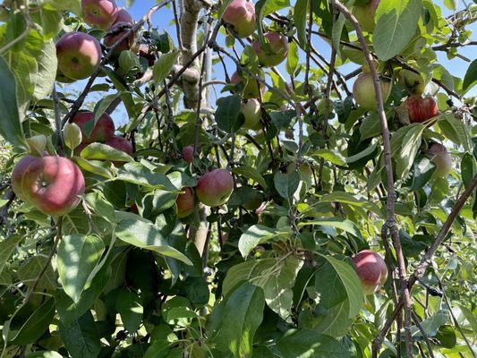 Great place for apple picking! The apples are amazing!