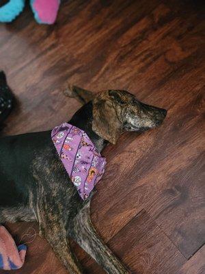 Puff and her spooky bandana