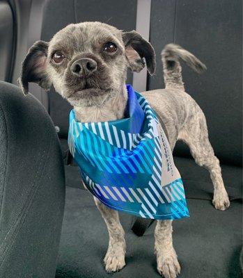 Bathed and shaved, one last summer cut before winter comes. Chloe has always been our favorite for our pups.