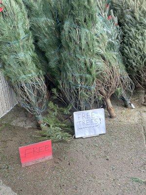 Post Christmas free trees!