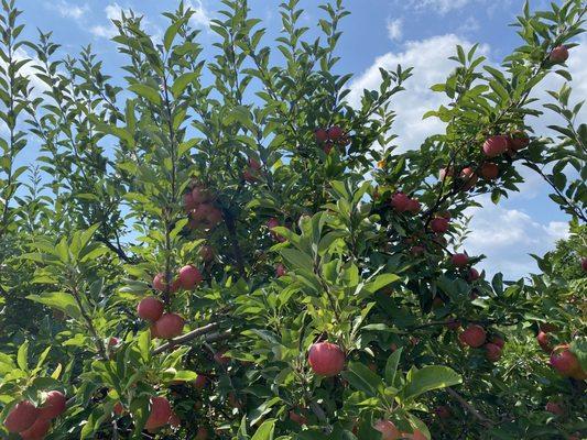 CherryHawk Farm