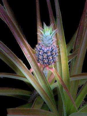 Pineapple shot at Hilo Botanical Garden