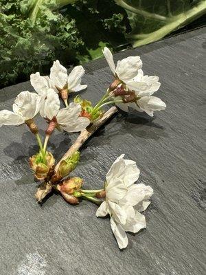 Cherry blossom at Inatome Omakase Valley Stream