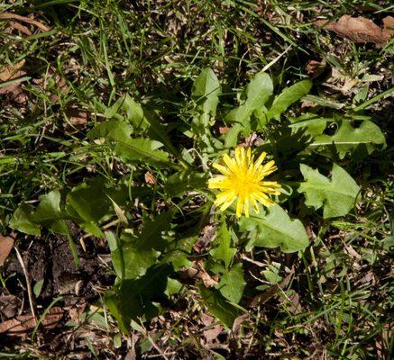 Dandelions spread through blowing seeds.