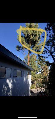 Pine Tree Removal