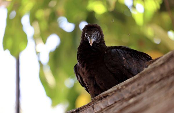 Black vulture.