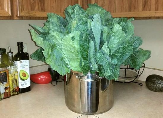 The Collard Greens I picked up today!