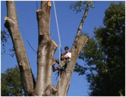 Arborscape Tree Beautification