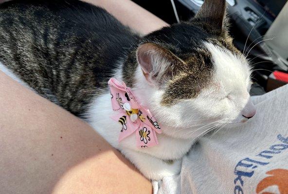 Photo of my cat, Noodle, after her WashPaw appointment. She has her eyes closed and has a pink bow with bumblebees on it.