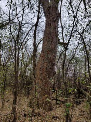 Water Oak