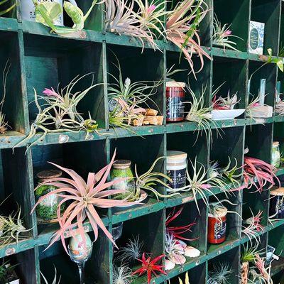 Air plants