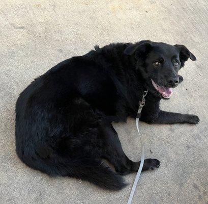 Liberty on the dog friendly patio!