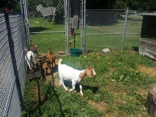 You get to feed the baby goats after you eat your pizza!!!