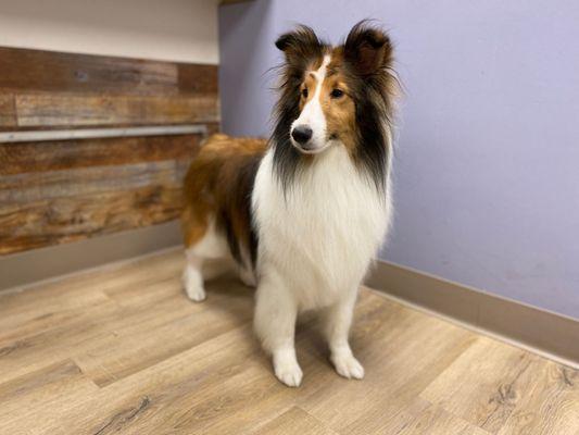 Shelty posing after a groom.