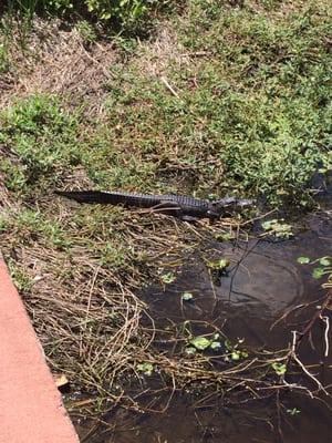 Baby alligators by the dock!!