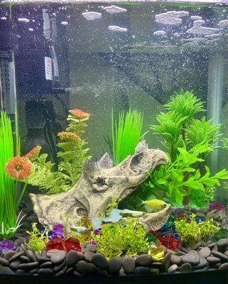 5 gallon fresh water fish tank