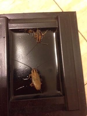 Roach traps!