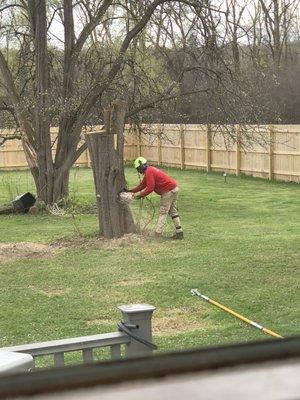 Cutting the tree towards the end of the job