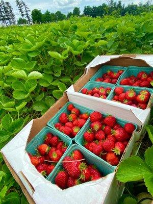 Strawberry picking 2022