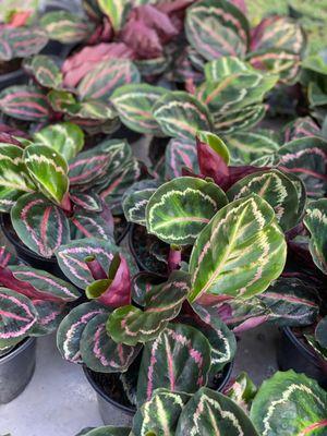 Calathea indoor plant