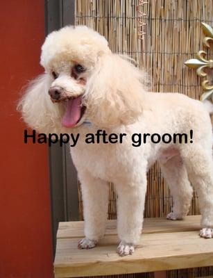 My boy after another groom, different date, at Heavenly Paws.